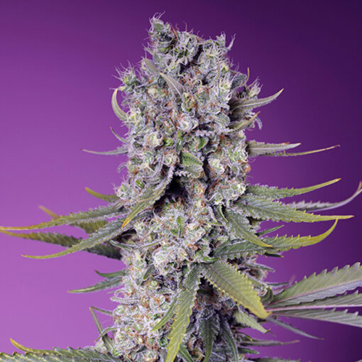 Papaya Zoap F1 Fast Version fem. Sweet Seeds