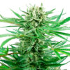 Papi Chulo OG fem. Sensi Seeds Research