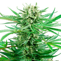 Papi Chulo OG fem. Sensi Seeds Research