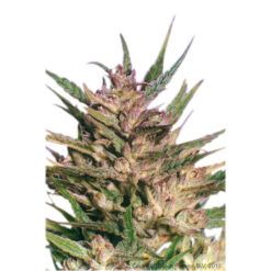 Passion  #1 fem. Dutch Passion