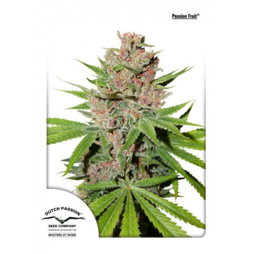 Passion Fruit fem. Dutch Passion