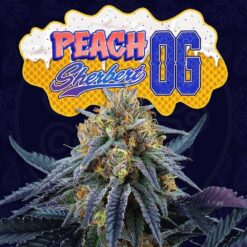 Peach Sherbet OG 6 u. fem Perfect Tree