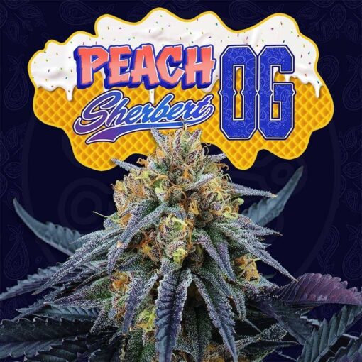 Peach Sherbet OG 6 u. fem Perfect Tree