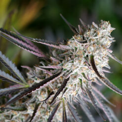 Peanut Butter Breath Fast Flowering fem. Humboldt Seed Organization