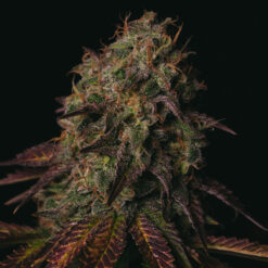 Peanut Butter Cookies 3 u. fem Pure Instinto