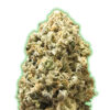 Pebbles fem. Monster Genetics