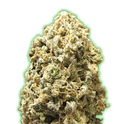 Pebbles fem. Monster Genetics