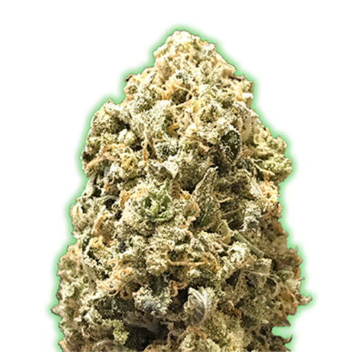 Pebbles fem. Monster Genetics