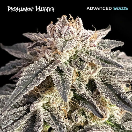 Permanent Marker fem. Advanced Seeds
