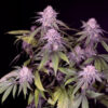 Permanent Marker   4 u. fem Sacred Terps
