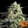 Peyote Cookies fem. Barney's