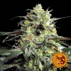 Peyote Cookies fem. Barney's