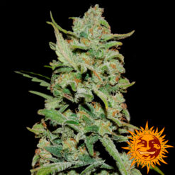 Peyote Critical fem. Barney's