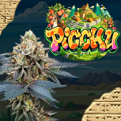 Picchu 6 u. fem Perfect Tree