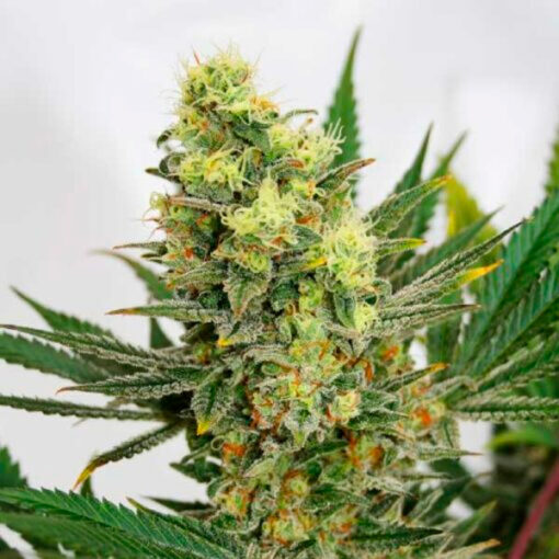 Pineapple Amnesia fem. Garden of Green Seeds