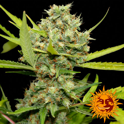 Pineapple Chunk fem. Barney's