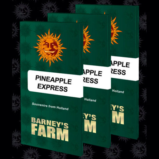 Pineapple Express fem. Barney's