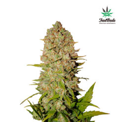 Pineapple Express Auto fem. FastBuds Seeds