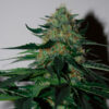 Pineapple Gum fem. Black Skull Seeds