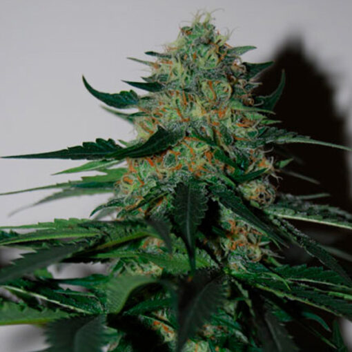 Pineapple Gum fem. Black Skull Seeds