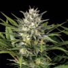 Pineapple Skunk fem. Humboldt Seed Organization