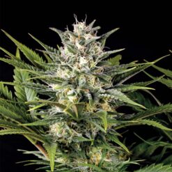 Pineapple Skunk fem. Humboldt Seed Organization