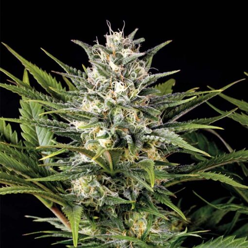 Pineapple Skunk fem. Humboldt Seed Organization