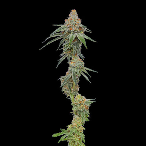 Pineapple Upside Down Cake 3 u. fem Humbold Seeds Company