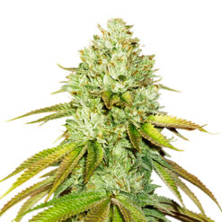 Pineapple fem. Seedstockers