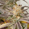 Pink Crumble 6 u. fem Karma Genetics