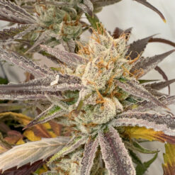 Pink Crumble 6 u. fem Karma Genetics
