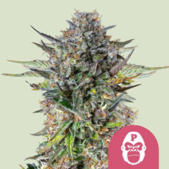 Pink Gorilla fem. Royal Queen