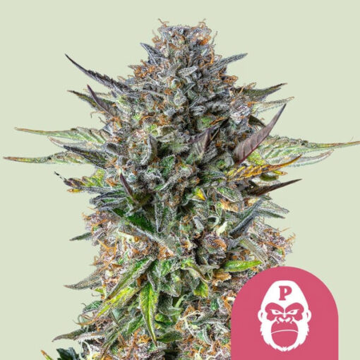 Pink Gorilla fem. Royal Queen