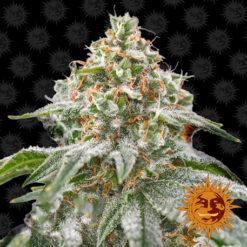 Pink Kush fem. Barney's