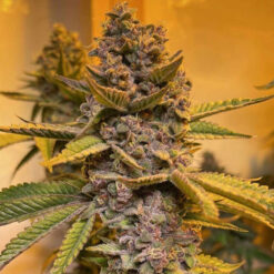 Pink Mintz - 7 u. fem Conscious Genetics