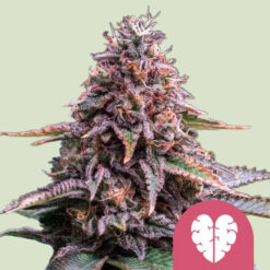 Pink Mist fem. Royal Queen