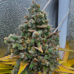 Pink Quavers - 7 u. fem Conscious Genetics