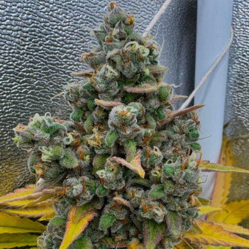 Pink Quavers - 7 u. fem Conscious Genetics