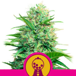 Pink Runtz fem. Royal Queen