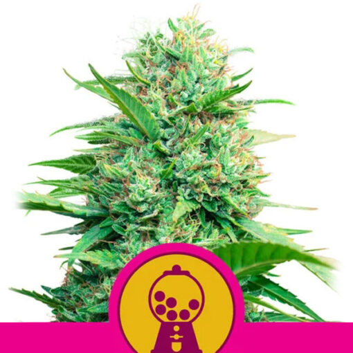 Pink Runtz fem. Royal Queen