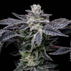 Pink Runtz X Hollywood 6 u. fem Cookies Seed Bank