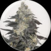 Pink Sherbert fem. Medical seeds