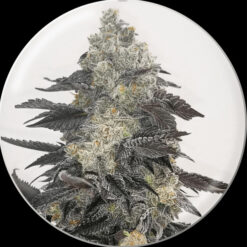Pink Sherbert fem. Medical seeds