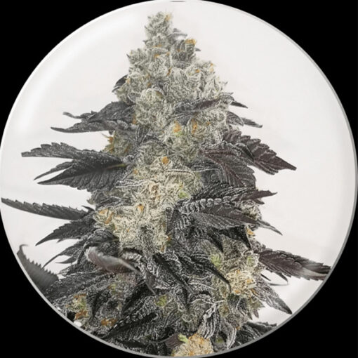 Pink Sherbert fem. Medical seeds