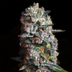 Pink Slurpee fem. Elev8 Seeds