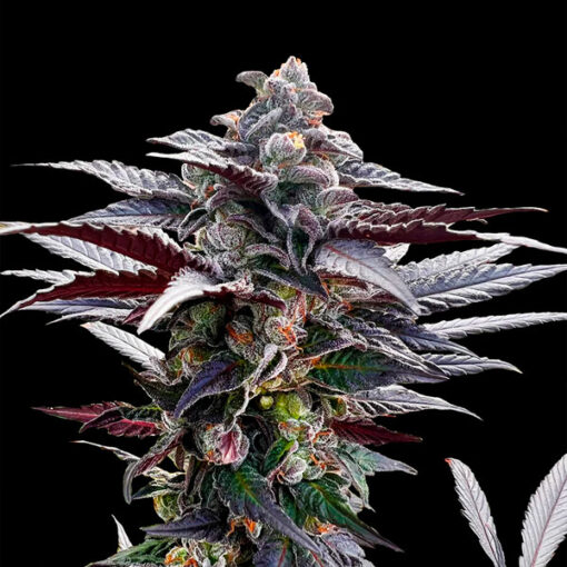 Pink Sunset  by Sherbinskis" fem. Silent Seeds"
