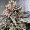 Pink Zheez - 7 u. fem Conscious Genetics