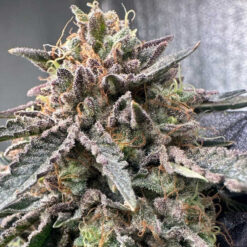 Pink Zheez - 7 u. fem Conscious Genetics