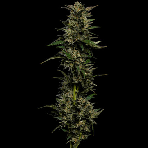 Pistachio 5 u. fem Humbold Seeds Company