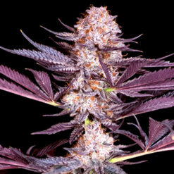 Pluto  4 u. fem Sacred Terps